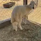 خروف جبر ناهي للبيع