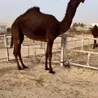 للبيع حقه كفو ابوها ولد ابو عرقوب