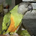 مطلوب انثى سنغالي