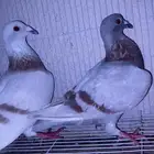 اعرض لكم حمام زاجل وفرنسي