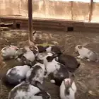 ارانب بلدي للبيع