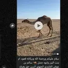 قعود