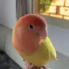 عصفور روز اليف