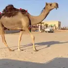 للبيع ضروبه بكر