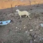 ضان حيل للبيع