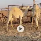 قعدان 3