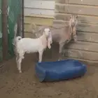 عنز للبيع
