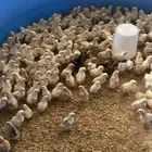 للبيع صوص دجاج بلدي