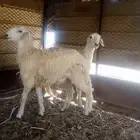 طلي ورخل للبيع