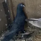 حمام قطيفي