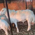 للبيع فحل حري