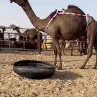 للبيع ضروبه ثنو توه معزول حاشيها