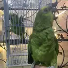 للبيع ببغاء امزونيات متكلمه على اليد واليفه