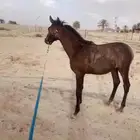 مهره