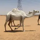 عشرت معها بكره طيبه ولقحه بكر لها 7 شهور