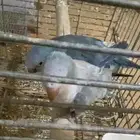 جوز كويكر الراهب