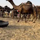 للبيع ضروبه مجهم نادره جدا