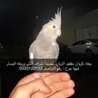 ببغاء مفقود