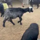 نجديه تامه متاوم