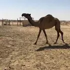 بكره حقه باتليه