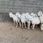 غنم
