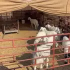 هرفاء حريات العدد 7 فيها رخل