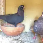 للبيع جوز قطيفي الخرج