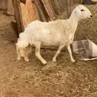 حريه ثنيه دافع شرط