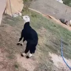 خروف