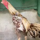 ديك فارسي فاخر الباحه . 0 50 880 4617