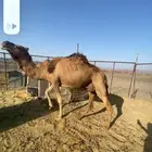 ناقه فوق النصوف خفوت مات ولدها له 4 ايام
