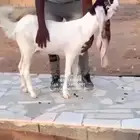 جفره فاخره