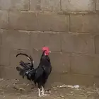 ديك اسود حار ويقصع
