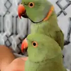 جوز دره. تم  البيع