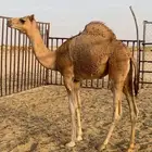 للبيع بكره فل VIP