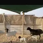 للبيع شياه برابر تامات جروم معهن خروف ورخل سلم وروم