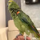 للبيع ببغاء امزون بلوفرنت متكلم جري