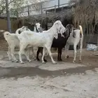 معزا جروم فاخره ودفيع
