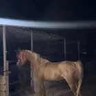 خيل