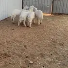 رخال وطلي حري