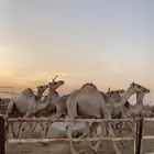حشو قعدان سواكن مرابي