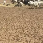 للبيع مراح عدد 44
