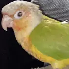 ببغاء كنيور