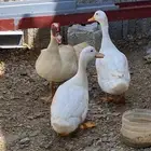 بط 2 انثى و1 ذكر