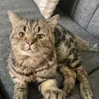 قط بريطاني للتزاوج