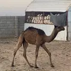 بكرة عمرها 5 شهور