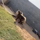 خرفان
