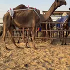 للبيع ضروبه نادره السن رباع بكر في ديدها