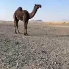 قعود كفو و للبيع المرق الوادي