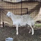 للبيع حريه صنف